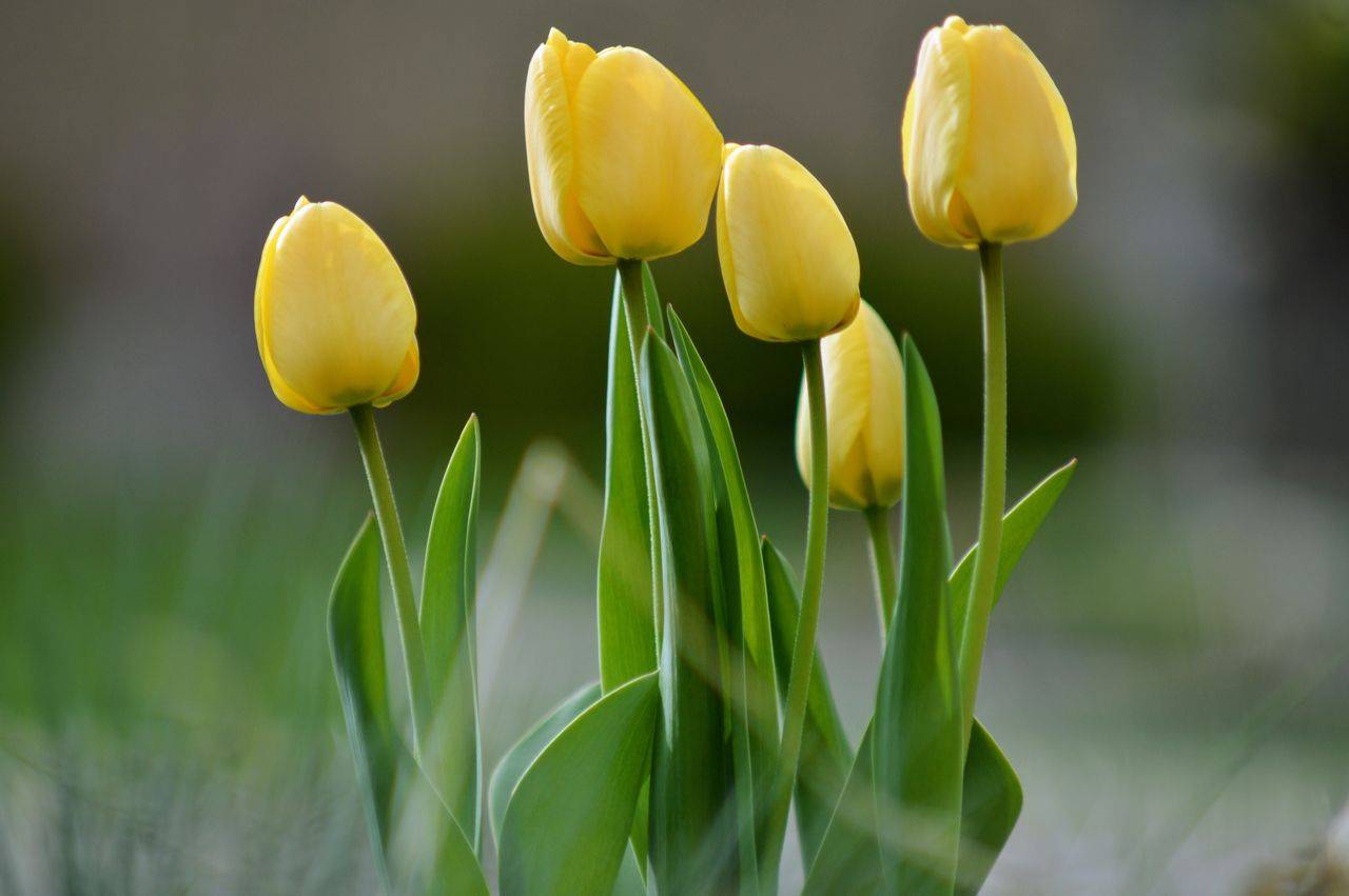 Spring Wellness Tips from Chinese Medicine