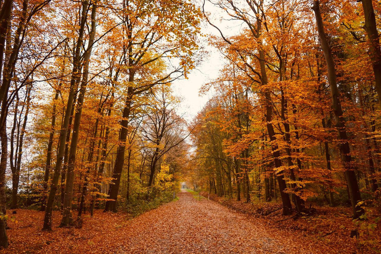 Fall Wellness Tips from Chinese Medicine